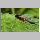 Pimpla cf contemplator - Schlupfwespe w09d 12mm fet05.jpg